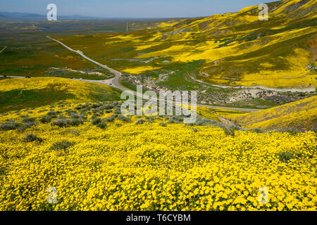 Carrizo Plain National Monument covered in wildflowers during a California spring superbloom Stock Photo