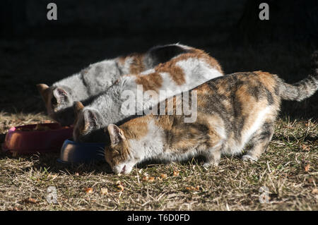 Three street cats Stock Photo