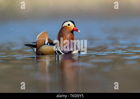 Mandarin Drake; Aix galericulata; Devon; UK Stock Photo