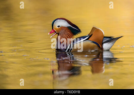 Mandarin Duck; Aix galericulata; Drake; Calling; Devon; UK Stock Photo
