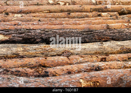Cut and stacked pine tree logs closeup in coniferous forest Stock Photo