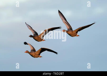 grey goose flying Stock Photo