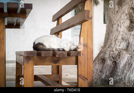 cute little cat is sleeping on a bench Stock Photo