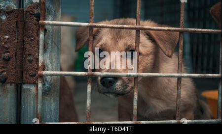 Sad puppy in shelter behind fence waiting to be rescued and adopted to new home. Shelter for animals concept Stock Photo