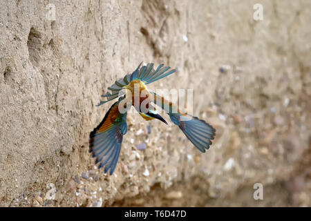 bee-eater in flight Stock Photo
