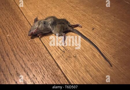 death mouse on a wooden floor Stock Photo
