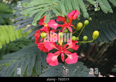 Open Flower of the Royal Poinciana Tree (Delonix Regia) Stock Photo