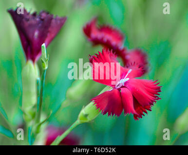 Red and purple carnations against green background Stock Photo
