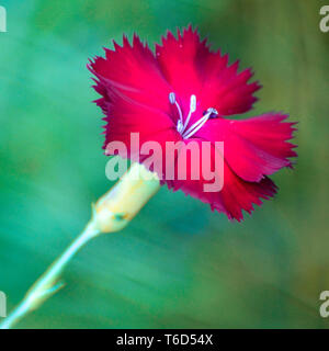 Red carnation against a green background Stock Photo