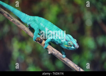 Panther chameleon, endemic reptile of Reunion, Mauritius and Madagascar islands Stock Photo