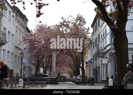Cherry Blossom in Bonn, Germany Stock Photo