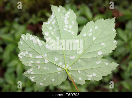 Acer Leaf Gall Mites, Aceria macrorhyncha (Aceria cephaloneus, Artacris ...