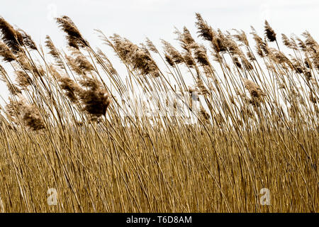 Spring landscape, Biebrza National Park, Poland Stock Photo - Alamy