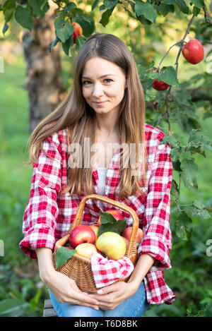 Beautiful girl picking ripe organic apples in basket in orchard or on farm on fall day. Harvest Concept. Garden. Woman with basket full of ripe apples Stock Photo