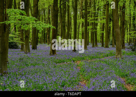 Micheldever Woods in Spring showing Bluebells and Beech Trees Winchester Hampshire England UK Stock Photo