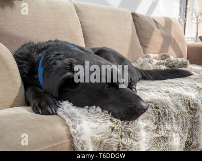 Sleeping black labrador laying on rug in the sun on sofa couch Stock Photo