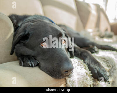 Lazy sleepy black labrador dog laying on sofa couch looking at camera Stock Photo