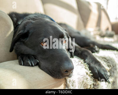 lazy sleepy black dog laying on sofa couch in the sun Stock Photo