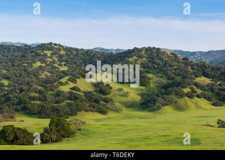 Beautiful oak-covered hills with lush green grassy meadows and ranchland in springtime near Monterey, California Stock Photo