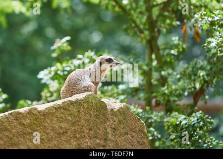 a meerkat sitting on a rock Stock Photo