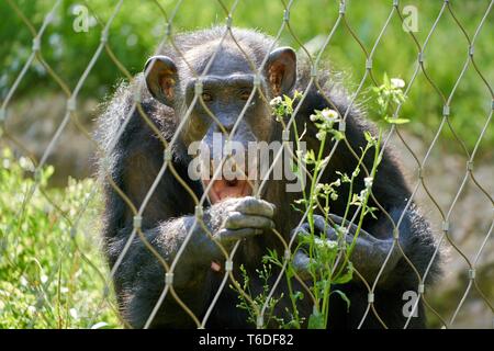 a chimpanzee behind a fence in the zoo Stock Photo