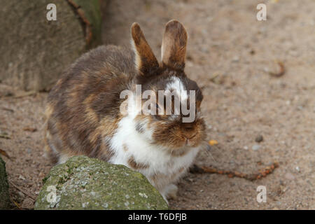 Dwarf Rabbit Stock Photo