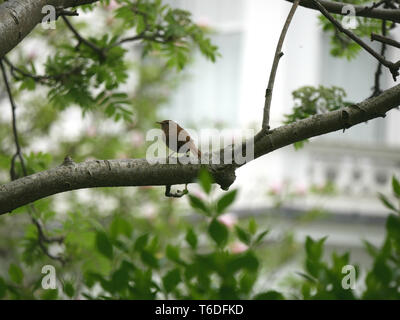 Little wren Troglodytes troglodytes perched on the branch of tree in a garden in London.