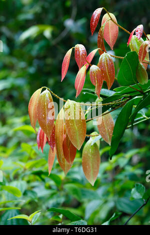 Cinnamon Tree with colored leaves Stock Photo