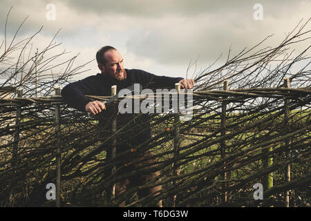 Smiling bearded man holding bill hook standing next to a newly built traditional hedge. Stock Photo