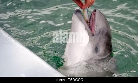 Dolphin opens its mouth Stock Photo