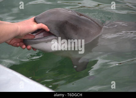 Dolphin opens its mouth Stock Photo