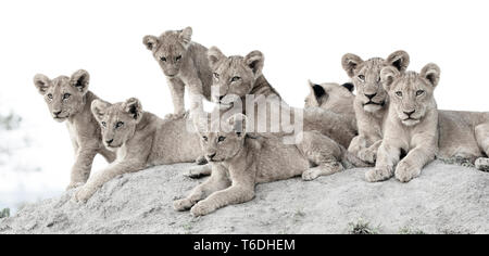 Lion cubs, Panthera leo, lie together on a termite mound, looking out of frame