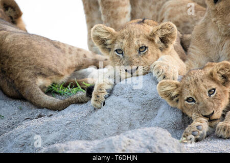 Lion cubs, Panthera leo, lie together on a termite mound, ears forward, looking out of frame Stock Photo