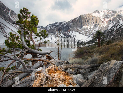 A fallen tree at Convict Lake in the Sierras Stock Photo