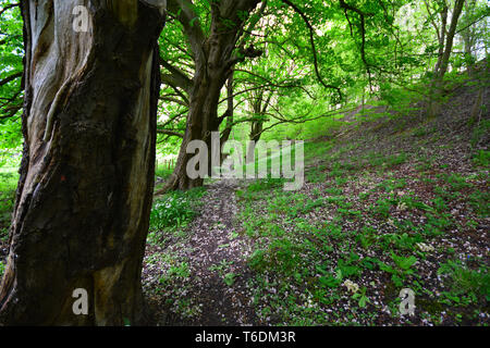 Green forest Stock Photo