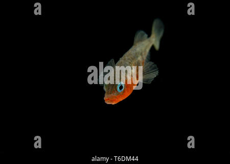 A male three-spined stickleback, Gasterosteus aculeatus, in its breeding colours photographed against a black background. The three-spined stickleback Stock Photo