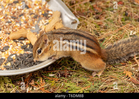 Chipmunk eating nuts and seeds in Quebec, Canada Stock Photo