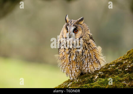 A close up portrait of a Long Eared Owl (Asio otus).  Taken in Welshpool, South Wales, UK Stock Photo