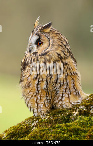 A close up portrait of a Long Eared Owl (Asio otus).  Taken in Welshpool, South Wales, UK Stock Photo