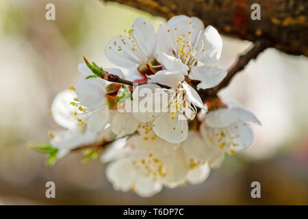 Japanese apricot flowers. Prunus mume tree in full bloom. Sunlit flowers of white color in the light of setting sun in early spring evening Stock Photo