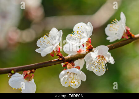 Japanese apricot flowers. Prunus mume tree in full bloom. Sunlit flowers of white color in the light of setting sun in early spring evening Stock Photo