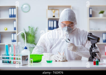 Scientist doing animal experiment in lab with rabbit Stock Photo