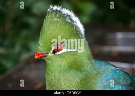 Head, green turaco (Tauraco persa), Birds of Eden, Plettenberg Bay, South Africa. Stock Photo