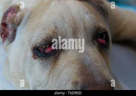 cane corso dog breed with cherry eye Stock Photo