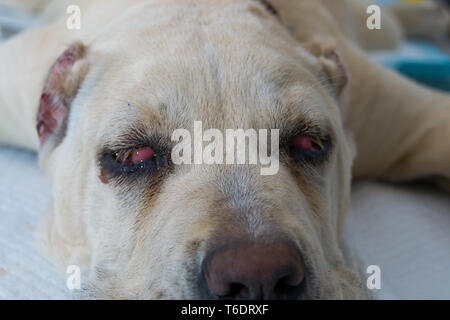 cane corso dog breed with cherry eye Stock Photo