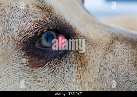 cane corso dog breed with cherry eye Stock Photo