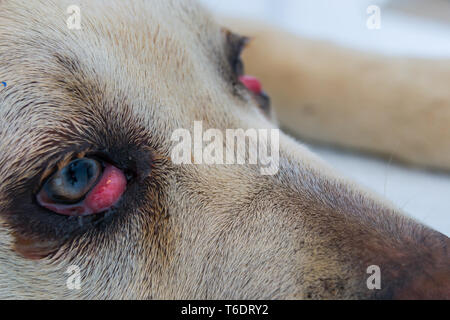 cane corso dog breed with cherry eye Stock Photo