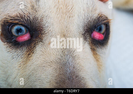 cane corso dog breed with cherry eye Stock Photo