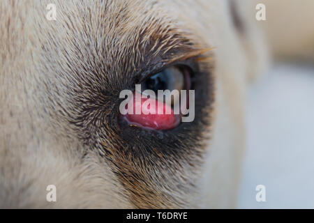 cane corso dog breed with cherry eye Stock Photo