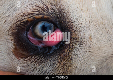 cane corso dog breed with cherry eye Stock Photo